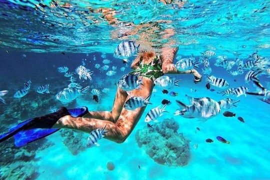 Mnemba Atoll Snorkeling
