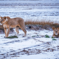 Saadani National Park