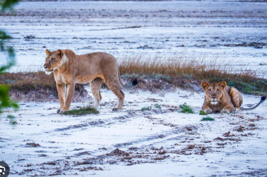 Saadani National Park