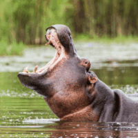 Nyerere National Park