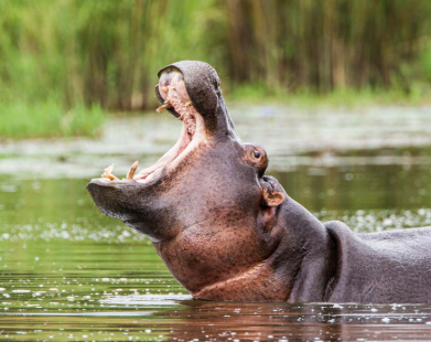 Nyerere National Park