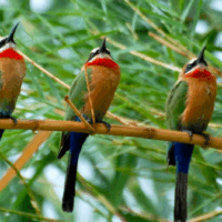 Mikumi National Park