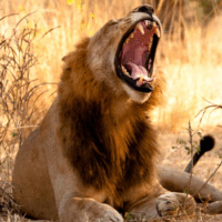 Ruaha National Park