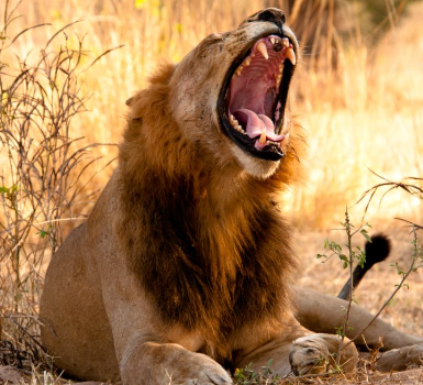 Ruaha National Park