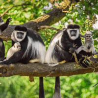 Arusha National Park