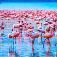 Lake Manyara National Park