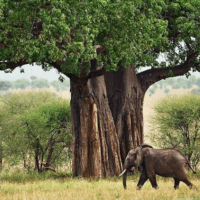 Tarangire National Park