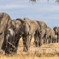 Mikumi National Park